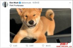 一句话让Shib暴涨3倍？除了马斯克外还有巨鲸效应